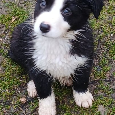De sublimes chiots border collie #4