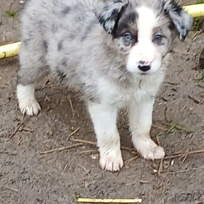De sublimes chiots border collie #6