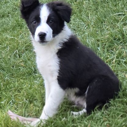 De sublimes chiots border collie #2
