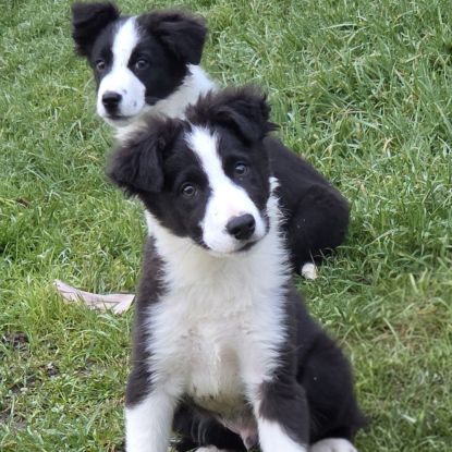 De sublimes chiots border collie #3