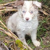 De sublimes chiots border collie #1