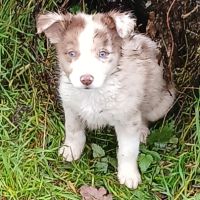 De sublimes chiots border collie #2