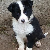 De sublimes chiots border collie #3