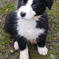De sublimes chiots border collie #4
