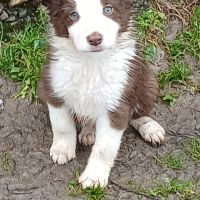 De sublimes chiots border collie