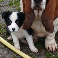 De sublimes chiots border collie #7