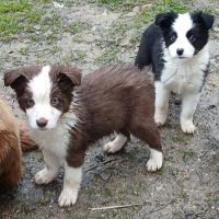 De sublimes chiots border collie #8