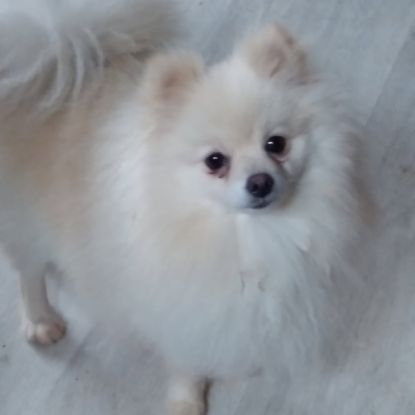 Femelle spitz adulte #0