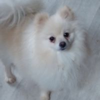 Femelle spitz adulte