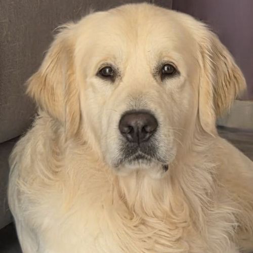 Saillie golden retriever lof #0