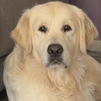 Saillie golden retriever lof