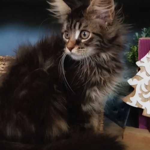 Chaton maine coon loof #2