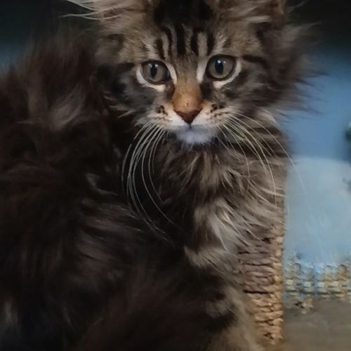 Chaton maine coon loof #3