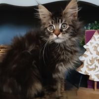 Chaton maine coon loof #0