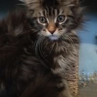 Chaton maine coon loof #3