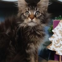 Chaton maine coon loof #4