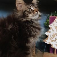 Chaton maine coon loof #5