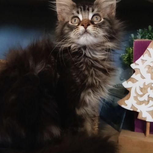 Chaton maine coon loof #2