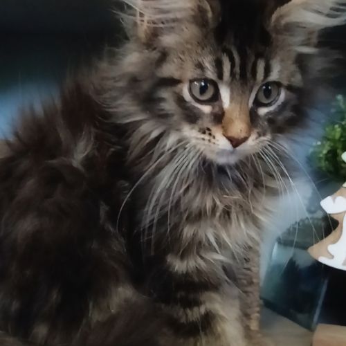 Chaton maine coon loof #3