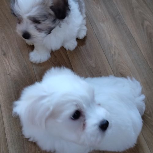 Chiots coton de teluar #1
