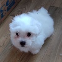 Chiots coton de teluar #2