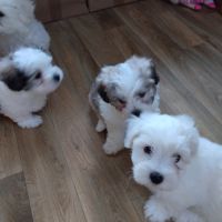Chiots coton de teluar #3