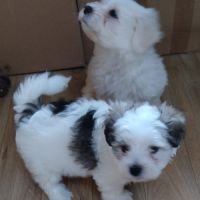 Chiots coton de teluar