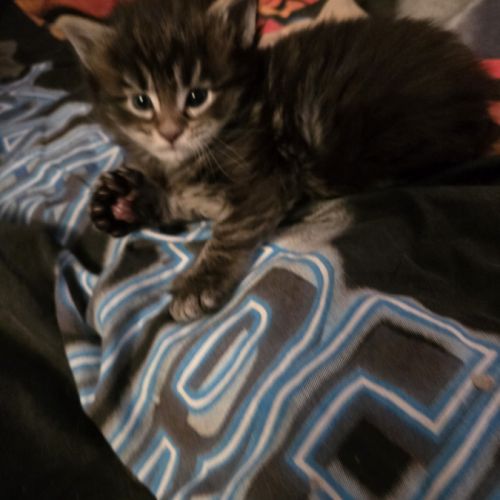 Magnifique chaton maine coon polydactyle xxl loof #1