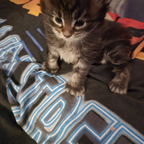 Magnifique chaton maine coon polydactyle xxl loof #2