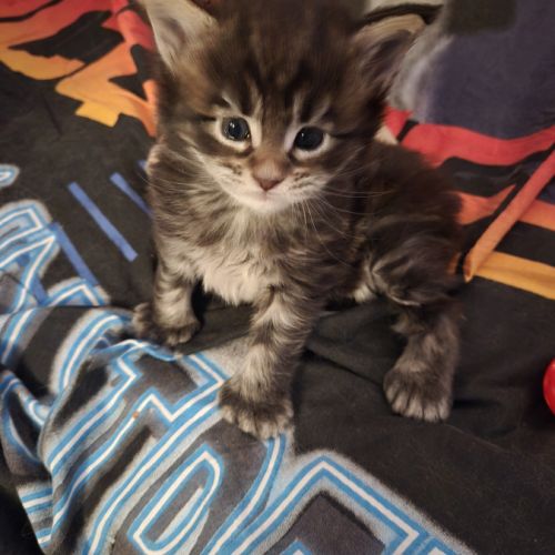 Magnifique chaton maine coon polydactyle xxl loof