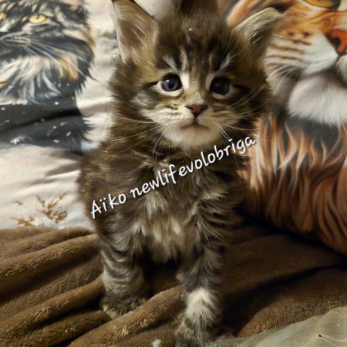 Magnifique chaton maine coon polydactyle xxl loof #4
