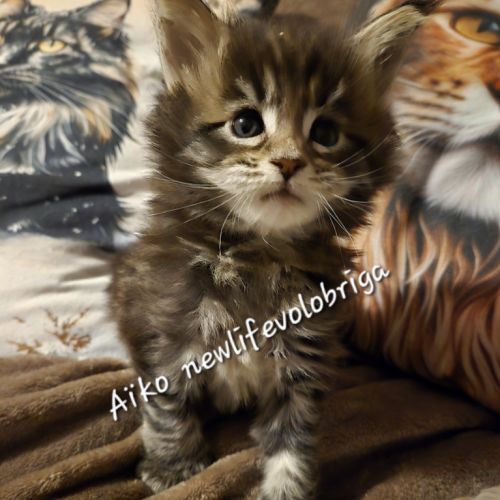 Magnifique chaton maine coon polydactyle xxl loof #5
