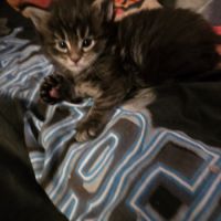 Magnifique chaton maine coon polydactyle xxl loof #1