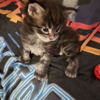 Magnifique chaton maine coon polydactyle xxl loof #3