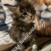 Magnifique chaton maine coon polydactyle xxl loof #3