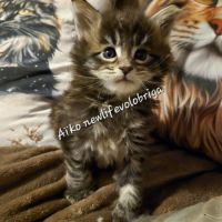 Magnifique chaton maine coon polydactyle xxl loof #4