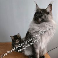 Magnifique chaton maine coon polydactyle xxl loof