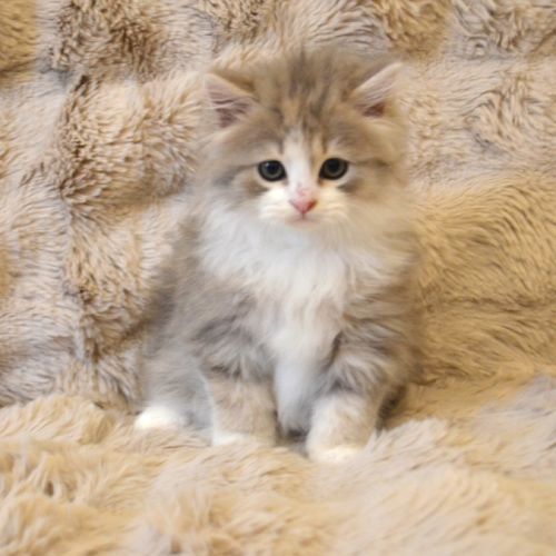 Petits boules de poils #0