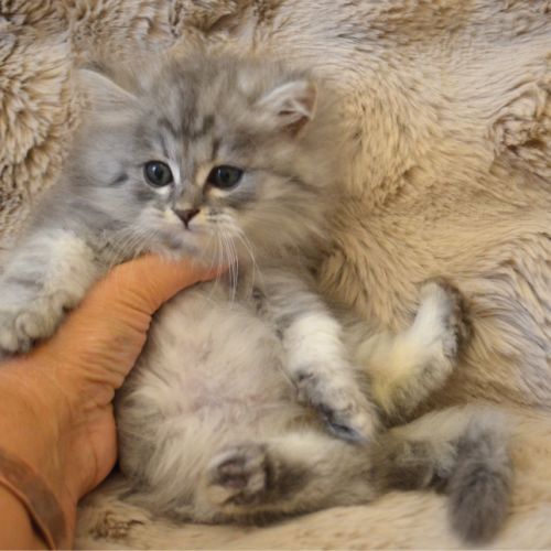 Petits boules de poils #2