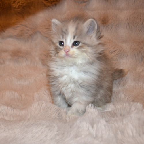 Petits boules de poils #1