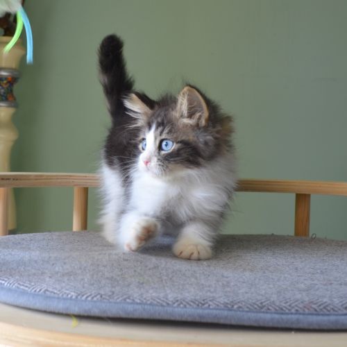 Petits boules de poils #3