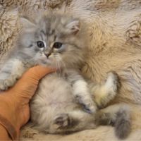 Petits boules de poils #2