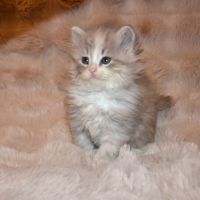 Petits boules de poils #1