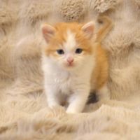 Petits boules de poils #2