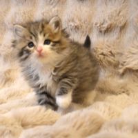 Petits boules de poils