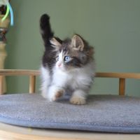 Petits boules de poils #3