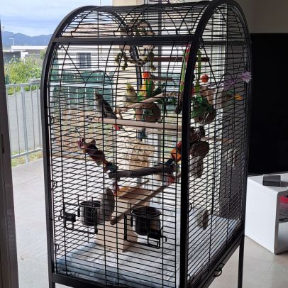 Couple calopsittes apprivoisées cage accessoires #3