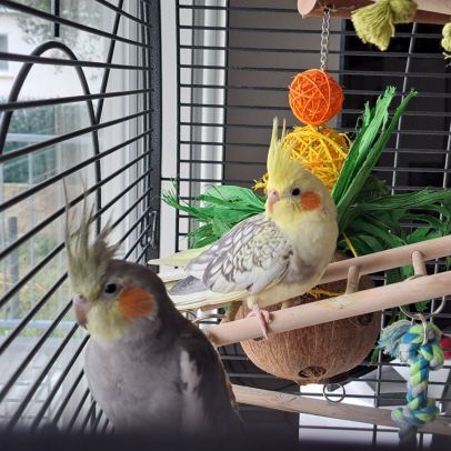 Couple calopsittes apprivoisées cage accessoires #4