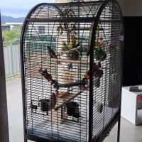 Couple calopsittes apprivoisées cage accessoires #3