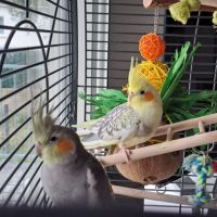 Couple calopsittes apprivoisées cage accessoires #4